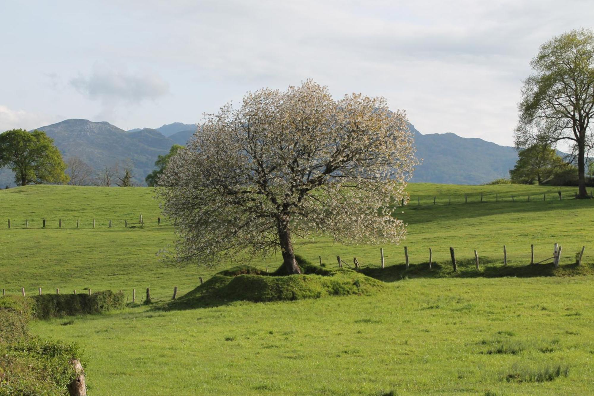 Вілла Casa De Aldea Monga 9 En Nava, Asturias Екстер'єр фото
